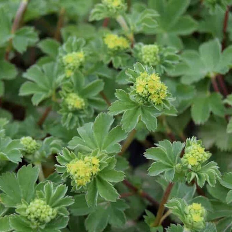 Alchemilla erythropoda ---